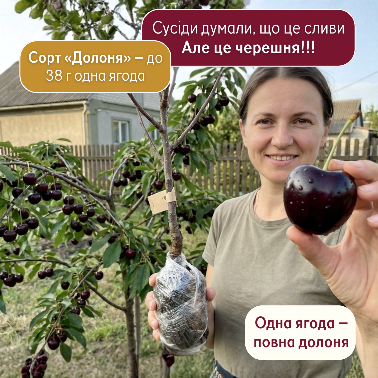 Черешня Долоня